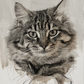 Painted pet portrait of a cat in muted neutral palette, oil painting style 